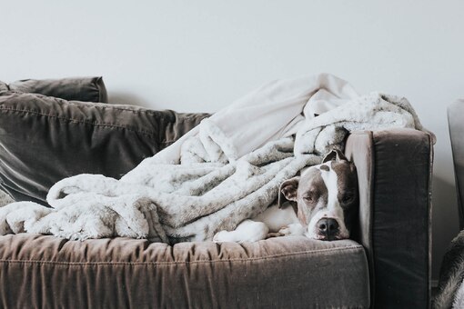 Hund liegt schlafend auf dem Sofa