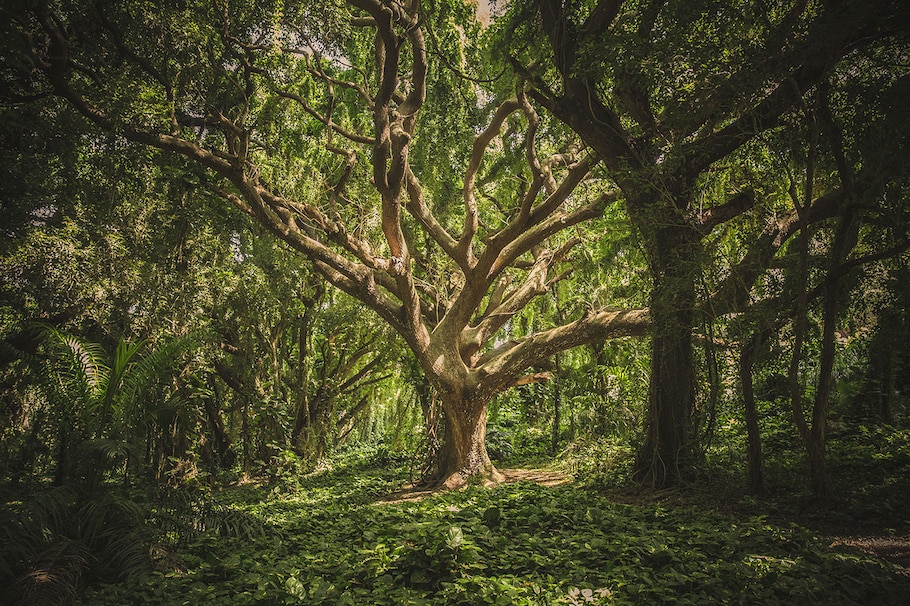 Kraftbaum Baum
