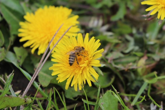 Biene auf einer Löwenzahnblume