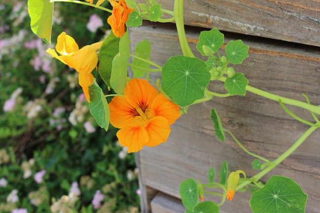 Hängende Kapuzinerkresse im Garten