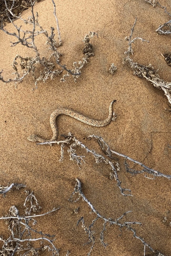 Schlange auf Wüstenboden