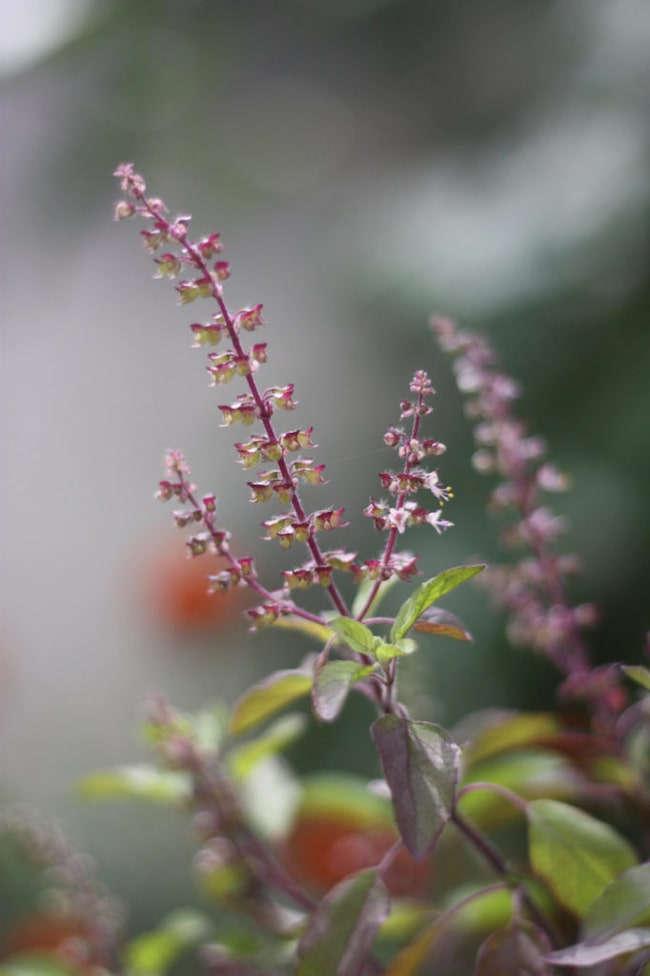 Tulsi Blüten