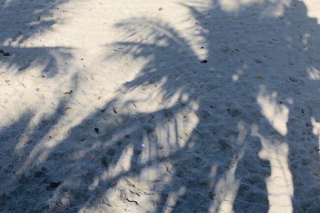 Palmenschatten am Standstrand in Rio de Janero