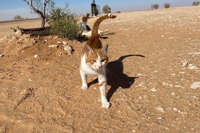 Katzen gehen in der Wüste spazieren