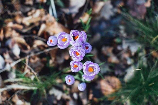 carpe diem Sprüche Blumen Neuanfang