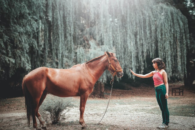 Eine Frau mit einem Pferd im Wald. Workshops mit Pferden zur Entspannung