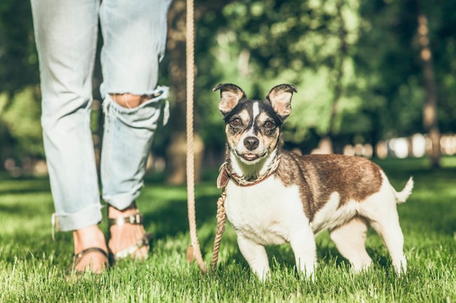 Kleiner Hund steht in einer Wiese