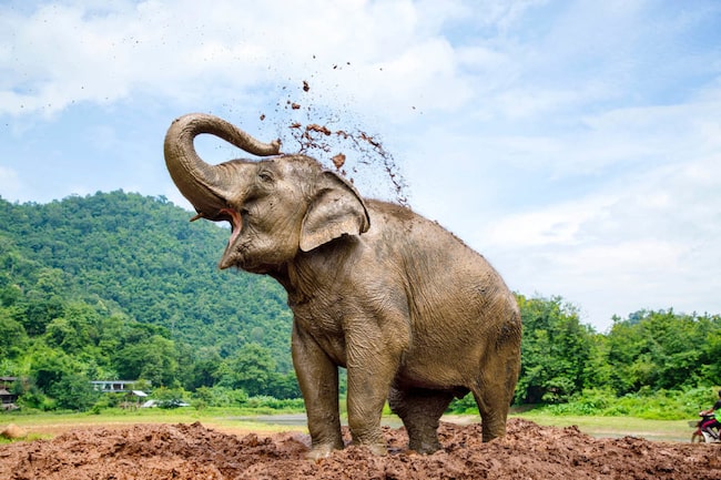 Elefant nimmt ein Schlammbad