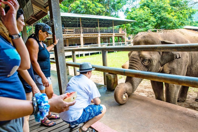 Elefanten im Nationalpark in Thailand