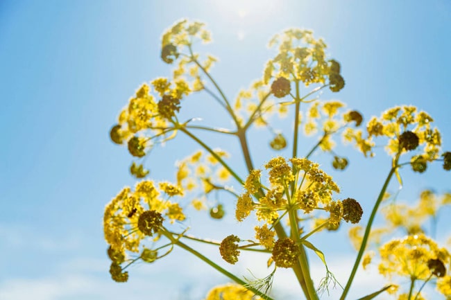 Gelbe Frühlingsblume