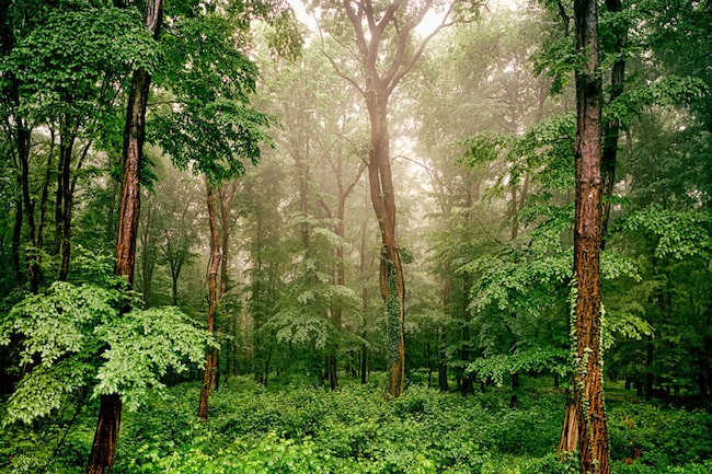 Blick in den Wald