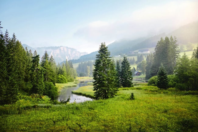 Berg und Waldpanorama