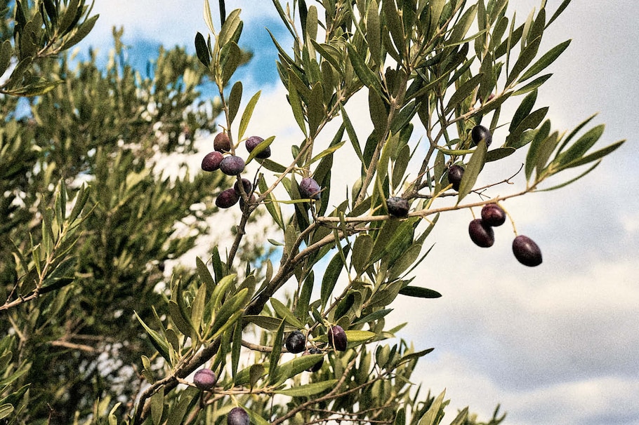 Oliven auf einem Olivenbaum