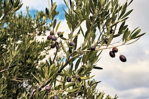 Oliven auf einem Olivenbaum