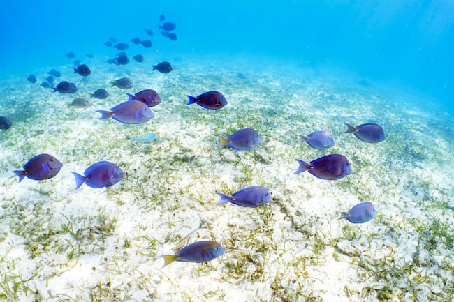 Blauer Fischschwarm im Meer