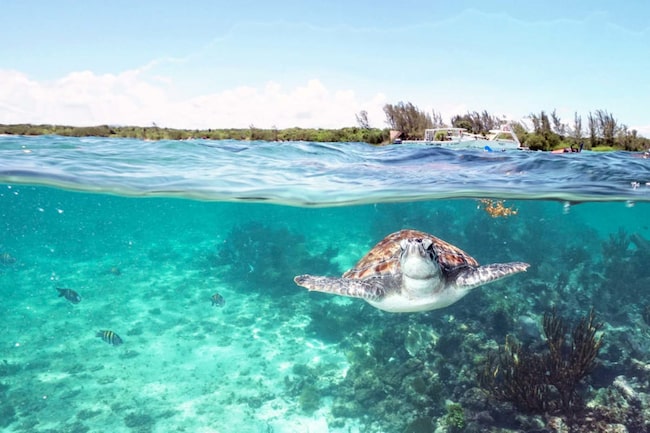 Schildkröte im Meer