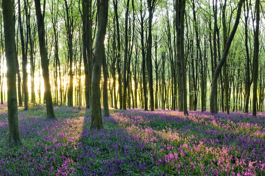 Licht und Fotografie: Stimmungsvolle Waldwiese