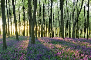 Licht und Fotografie: Stimmungsvolle Waldwiese