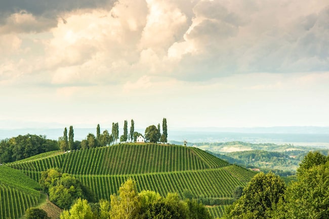 Weinberge Südsteiermark