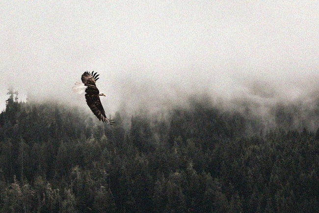 Fliegender Adler im Nebel.