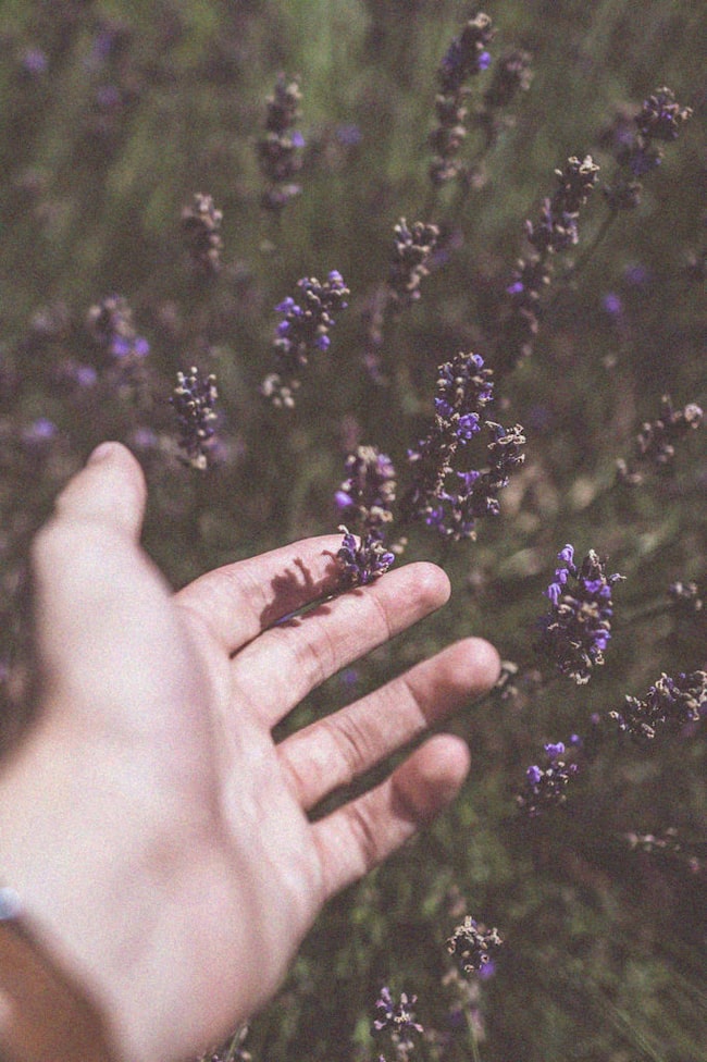 Hand greift nach Lavendel