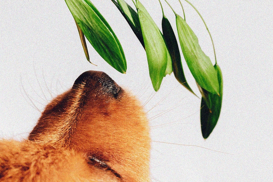 Hund riecht an Pflanze