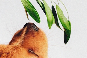 Hund riecht an Pflanze