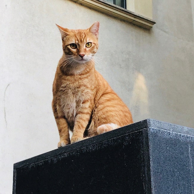 Gepflegte Straßenkatze in Istanbul