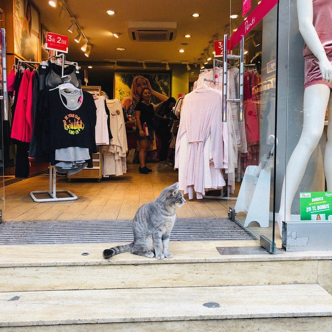 Türsteher-Katze in Istanbul