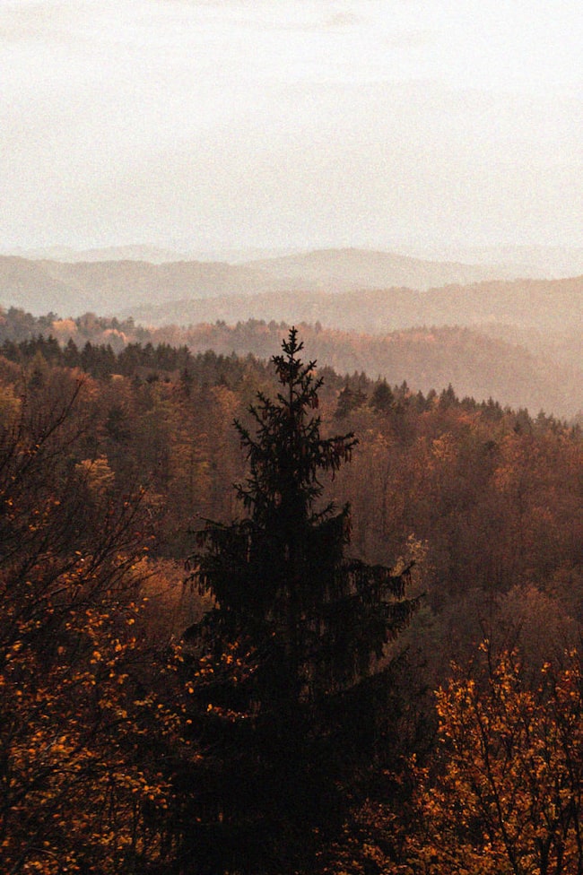 Novemberstimmung Wald