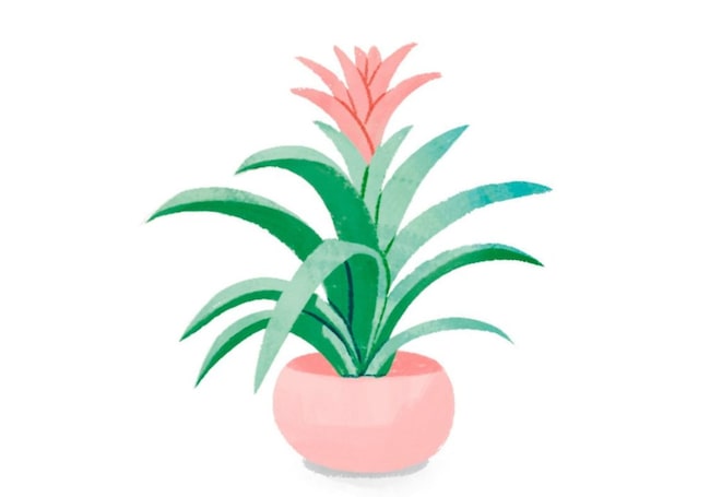 Illustration, Zimmerpflanze, Bromelia