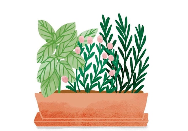 Illustration, Zimmerpflanze, Gartenkräuter