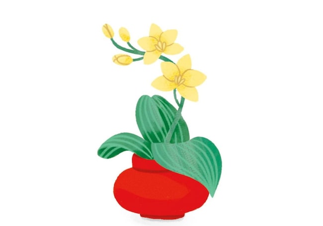 Illustration, Zimmerpflanze, Orchidee