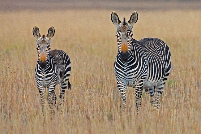 Zebras im afrikanischen Busch