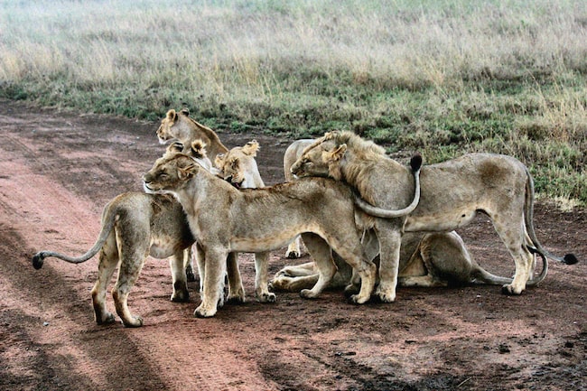 Löwen im afrikanischen Busch