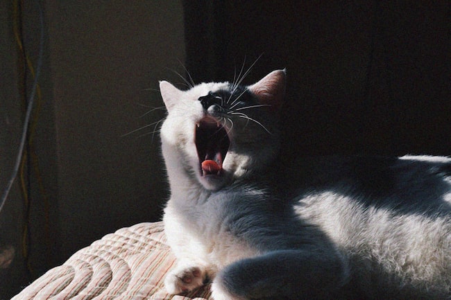 Katze beim Gähnen