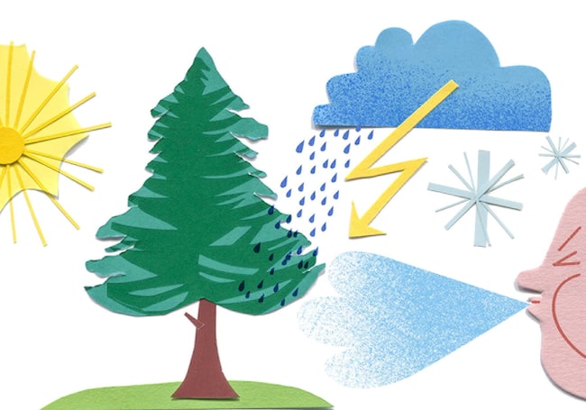 Illustration, Zirbenbaum, Sonne, Wind, Gewitter, Blitz, Regen, Schnee