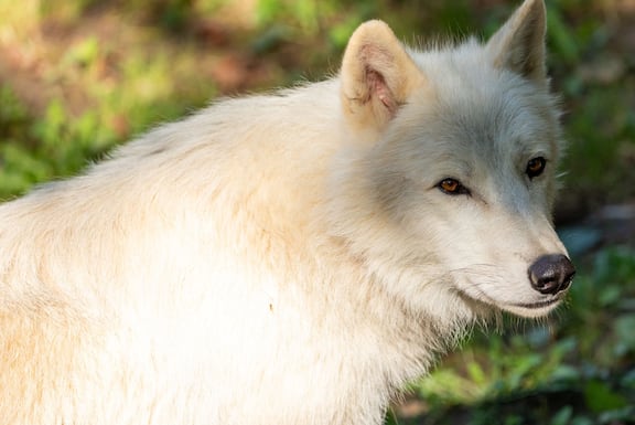Polarwolf, Wolf, Tierpark, Herberstein, Zoo, Wildtier