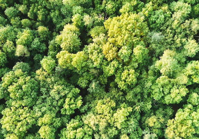 grüner Wald von oben