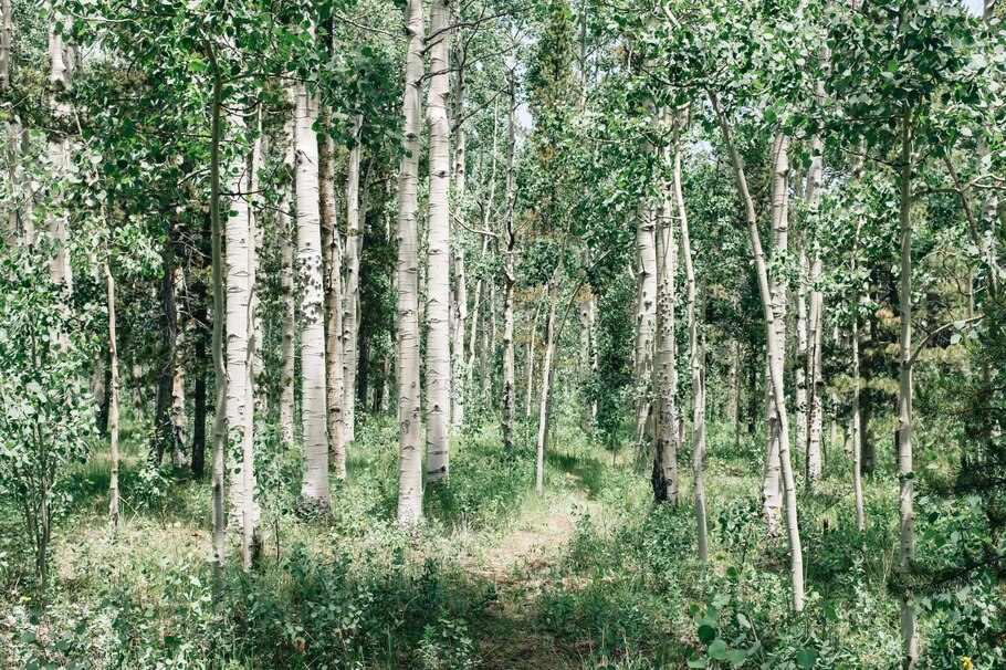 Birkenwald, Tag, Sommer