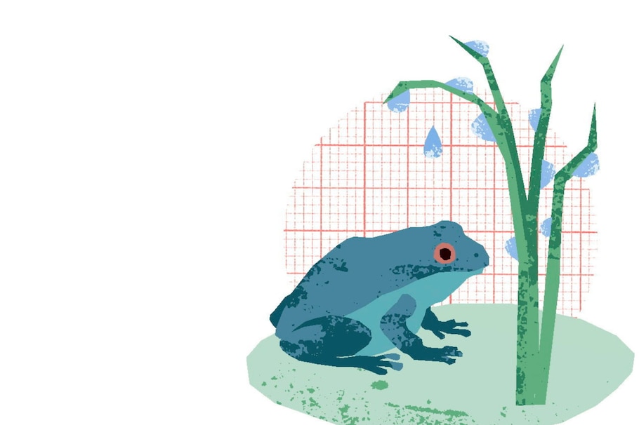 Illustration blaue Blume, Frosch, Wiese