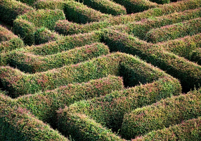 Heckenlabyrinth, Labyrinth