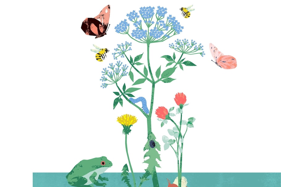 Illustration, Löwenzahn, Rotklee, blaue Blume, Bienen, Schmetterlinge, Weinbergschnecke, Frosch, Wanze, Raupe, Wiese, Ökostystem Wiese