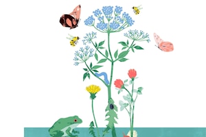 Illustration, Löwenzahn, Rotklee, blaue Blume, Bienen, Schmetterlinge, Weinbergschnecke, Frosch, Wanze, Raupe, Wiese, Ökostystem Wiese