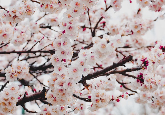 Obstbaum in voller Blüte, rosa-weiße Blüten