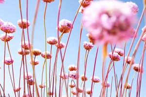 Himmel, Sommer, rosa Blumen, Wabi Sabi, Meditation, Achtsamkeit, Zen-Buddhismus