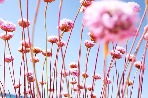 Himmel, Sommer, rosa Blumen, Wabi Sabi, Meditation, Achtsamkeit, Zen-Buddhismus