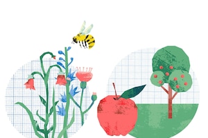 Illustration, Wiesenblumen, Apfelbaum, Apfel, Wiese, Biene