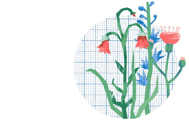Illustration rote und grüne Blumenwiesen