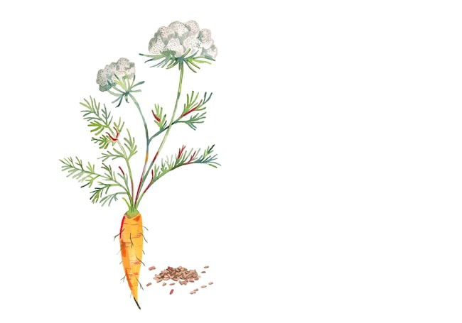 Illustration, Karotte mit Karottengrün und Blüte, Karottensamen